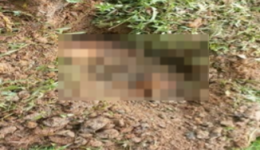 Homem de 70 anos é detido por maus-tratos após matar cão a pauladas