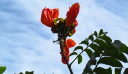 Lei estadual proíbe planta exótica africana em SC
