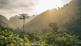 Dia Nacional da Mata Atlântica: conheça destinos sustentáveis em um dos biomas mais ricos do mundo
