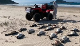 Santa Catarina registra recorde de mortes de pinguins-de-magalhães no primeiro semestre de 2026
