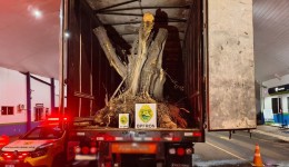 Carreta com árvores de oliveira avaliadas em R$ 1,1 milhão é apreendida na fronteira entre Brasil e Argentina