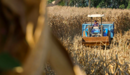 SC lança programa com até R$ 1 bilhão em crédito para produtores de suínos e aves
