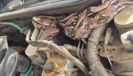 Jiboia de 1,5 metro é encontrada em motor de caminhonete em Pernambuco