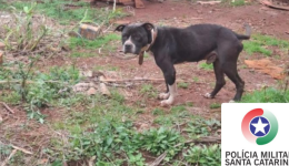 Mulher é presa por maus-tratos a pitbull em Bom Jesus