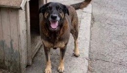 Deputado retira assinatura e CPI do cão Orelha é barrada na Alesc