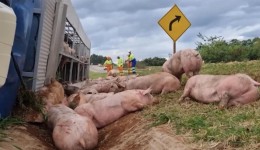 Caminhão carregado com 97 suínos tomba na BR-163 e espalha animais na pista
