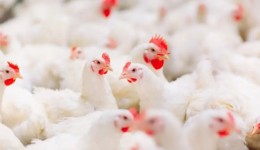 China retira veto de importação de produtos avícolas do Brasil por gripe aviária