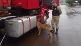 Motorista de caminhão é preso transportando 485 kg de maconha na PR-483