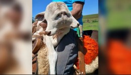 Bezerra com duas cabeças nasce em propriedade rural