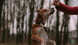 Mulher é presa suspeita de matar cachorro a golpe de machado