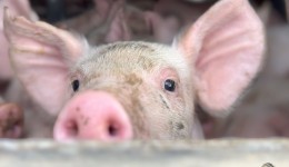 Família tem porco, facões e martelo furtados