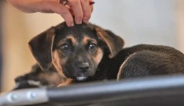 Lei define guarda compartilhada de pets; veja detalhes