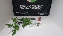 Polícia encontra pés de maconha em residência