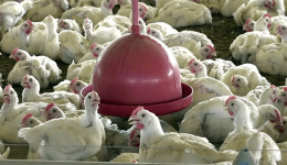 Primeiro foco de gripe aviária em granja comercial do Brasil é registrado no RS