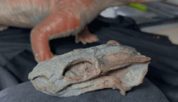 Fóssil encontrado no RS revela animal antecessor aos dinossauros
