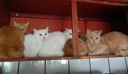 Mais de 400 gatos debilitados e doentes são encontrados vivendo em apartamento no Oeste de SC