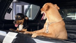 Flagra em elevador leva polícia a resgatar dois cães vítimas de maus-tratos em SC