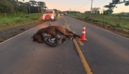 Motociclista morre após atingir cavalo e ser arrastado por carro em rodovia