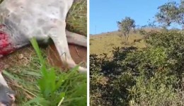 Moradores suspeitam que onça-parda tenha atacado cavalo