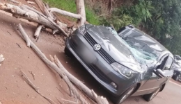 Árvore cai sobre veículo na Rota 101 e motorista é hospitalizado