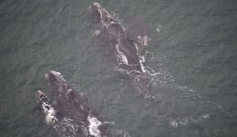 Mais de 80 baleias-francas são vistas em sobrevoo no Litoral de SC