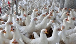 Indústria de alimentos cresceu quatro vezes mais do que a média nacional em 2025