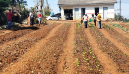 Usuários do CAPS participam de atividade na horta terapêutica