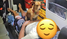 Cachorro caramelo acompanha tutor em ambulância e emociona equipe do Samu em Santa Catarina
