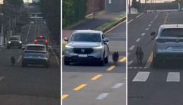 Motorista dirige carro com cachorro preso do lado de fora pela coleira