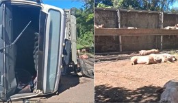 Caminhão carregado com porcos tomba na BR-280