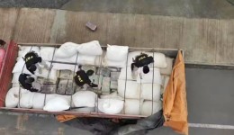 PRF intercepta caminhão de Palma Sola com 800 kg de maconha e prende motorista de Dionísio Cerqueira