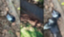 Cachorra prenha é enterrada viva e polícia faz operação contra suspeitos