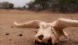 Touro é furtado e abatido em propriedade rural no interior do município