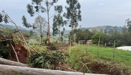 Ventania causa destelhamentos, derruba árvores e mata animais no interior