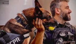 Cão policial Raio volta às operações após aposentadoria e ajuda na prisão de seis suspeitos