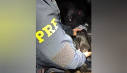 PRF apreende mais de 160 quilos de cabelo humano sem documentação fiscal