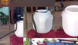 Susto em residência: cobra caninana é encontrada dentro de casa na Linha Planaltinho