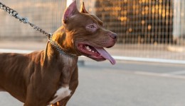 Associação vai ao STF contra lei e decreto dos pitbulls de SC