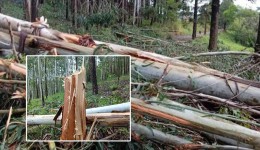 Imagens impressionam: força do temporal derruba grande quantidade de árvores