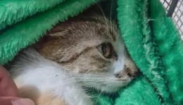 Mulher é presa após arremessar gata do 12º andar de prédio