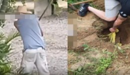 Idoso é preso após matar dois cães a golpes de machado