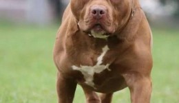 Criança fica gravemente ferida após ataque de pitbull e tutor acaba preso em Xaxim