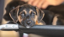 Governo abre consulta pública sobre genéricos e similares veterinários