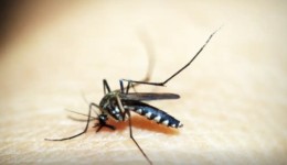 Saúde registra mais de 58 mil focos do mosquito Aedes aegypti até início de novembro