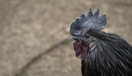 Galinha de luxo conhecida como ‘Lamborghini das aves’ é 100% preta e pode custar até R$ 33 mil