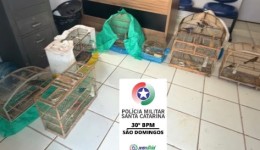 19 aves silvestres são encontradas em gaiolas durante operação em São Domingos