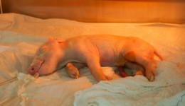 Brasil cria 1º porco clonado da América Latina para fornecer órgãos ao SUS