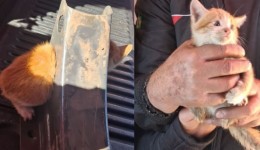 Bombeiros salvam filhote de gato preso em peça metálica em Chapecó