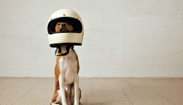 Entenda por que os cachorros correm atrás de motos e carros