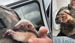 Filhote de Tamanduá-Mirim é resgatado pela Polícia Militar Ambiental após se perder da mãe